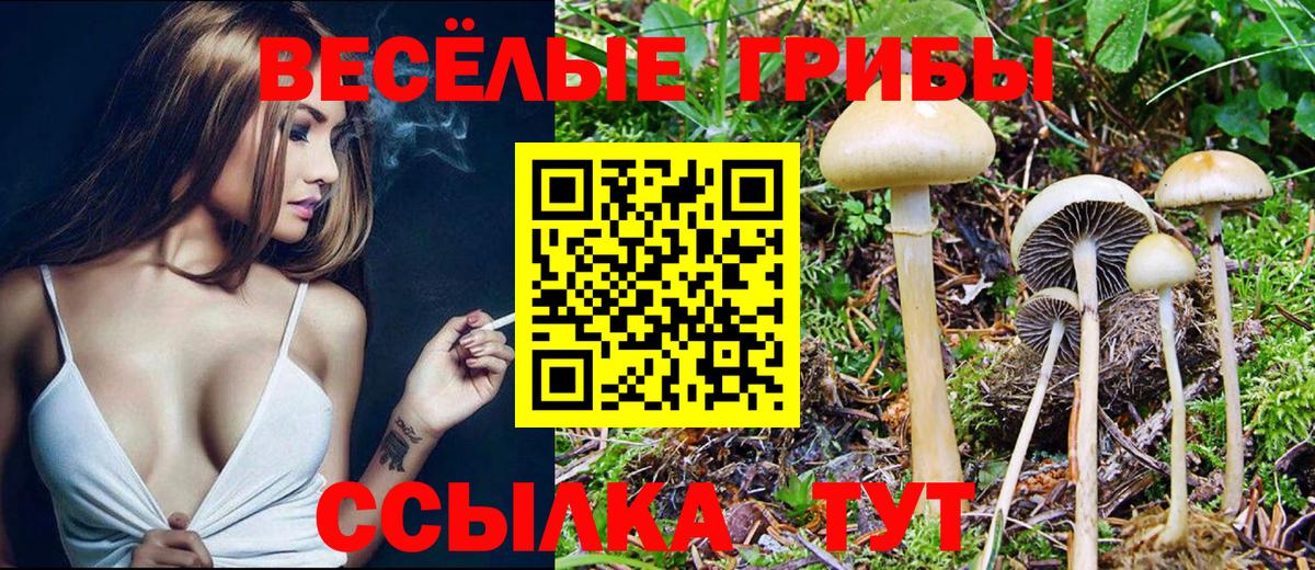 Псилоцибиновые грибы Psilocybe Гусиноозёрск